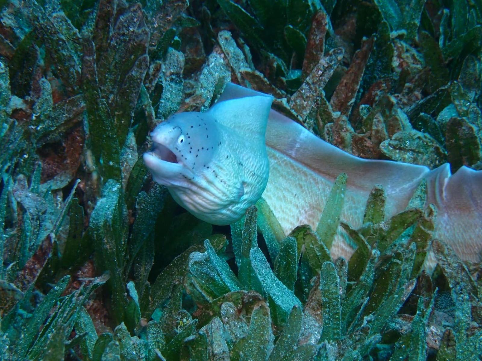 Aqaba Pro Divers Экстерьер фото